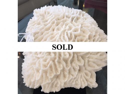 NATURAL CORAL $150